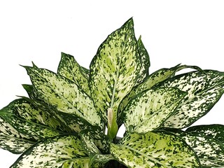 Aglaonema isolated on white background with copy space. Chinese Evergreen. ARACEAE. It is commonly grown as an ornamental plant. colors and patterns on leaves. 