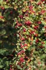 Common hawthorn (Crataegus monogyna)