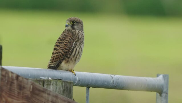 Cute owl with  perching on branch turning head around looking at camera
