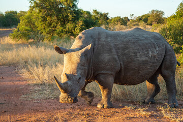White rhino Ceratotherium simum at Mkhaya Game Reserve, Eswatini