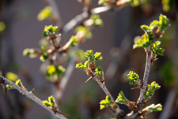 Pierwsze listki krzewu agrestu mieniące się w słońcu, wiosna, krzak agrestu, młode listki,...