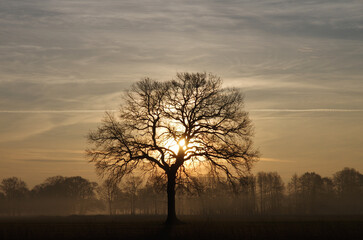Die Sonne scheint frühmorgens durch die Äste eines Baumes
