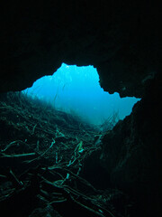 Cenote Taj Mahal, Yucatan Peninsula, Mexico, underwater photograph