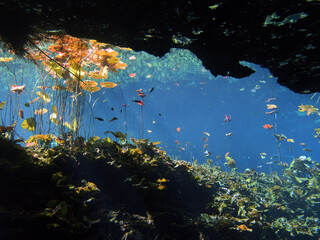 Fototapeta na wymiar Water flowers in cenote, Yucatan Peninsula, Mexico, underwater photograph 