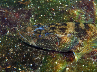 Close up of fish in cenote, Yucatan Peninsula, Mexico