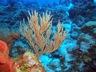 Fototapeta na wymiar Black Sea Rod in Caribbean Sea near Cozumel Island, Mexico