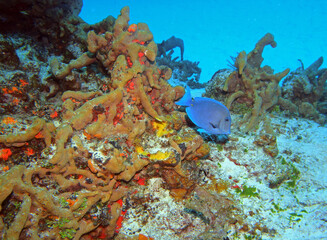 Fototapeta na wymiar Atlantic blue tang in Caribbean Sea near Cozumel Island, Mexico