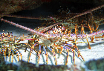 Caribbean Spiny Lobster in Caribbean Sea near Cozumel Island, Mexico