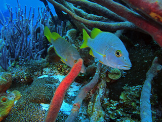 Schoolmaster Snapper in Caribbean Sea near Cozumel island, Mexico 