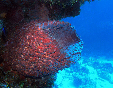 Giant Barrel Sponge in Caribbean Sea near Cozumel Island, Mexico