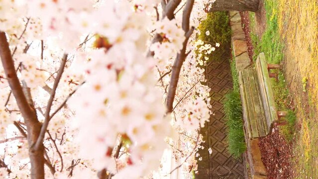 【春】ベンチの上の桜の花　縦動画　スローモーション
