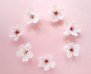 Fototapeta na wymiar 7つの桜の花の輪