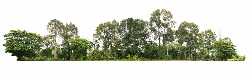Fototapeta group green tree isolate on white background obraz