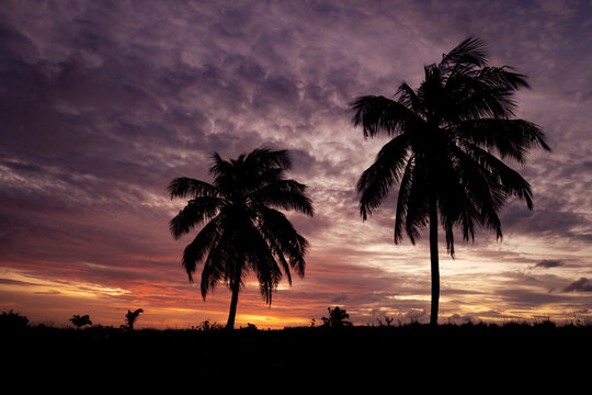 Silhouette of palm trees during sunset. Clouds of pink colors in the sky.