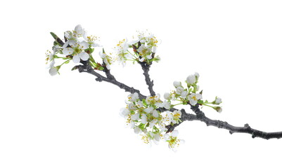 Blooming pear tree flowers on twig isolated on white