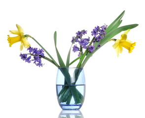Spring blooming daffodils, flower (Narcissus) and blue hyacinth in glass cup isolated on white