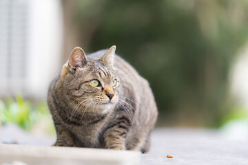 野良猫のクローズアップ
