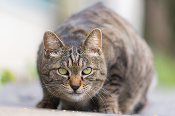 野良猫のクローズアップ