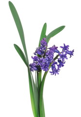 Blooming blue hyacinth, spring flowers isolated on white 