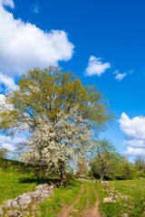 Fototapeta na wymiar Dirt road in a rural landscape with Blooming apple tree in spring