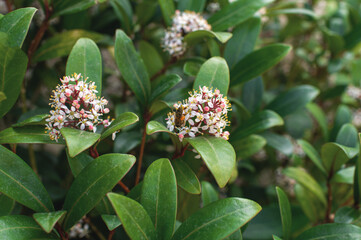 Obraz premium garden flowers of pink color in a pot