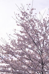 満開の桜イメージ