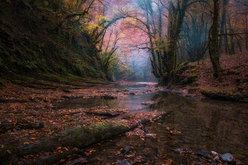 River in sub tropics in autumn. Foggy dawn on river.