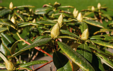 spring blooming garden with unblown inflorescence