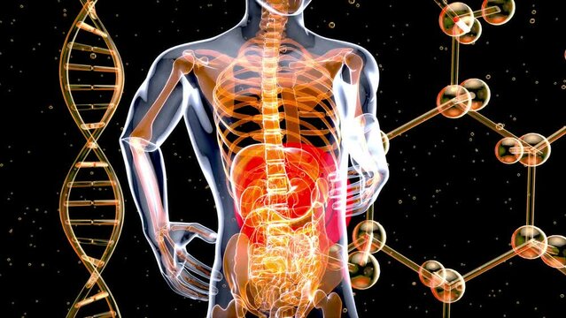 4K abstract anatomy animation of a stomach system