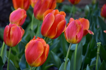 Tulips In The Garden During Springtime