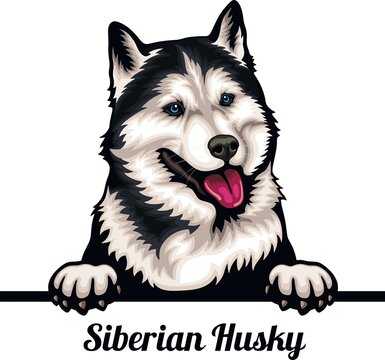 Siberian Husky - Color Peeking Dogs - breed face head isolated on white