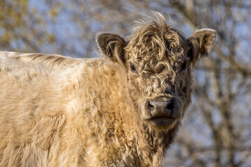 Portrait of a Highland calf in the wild