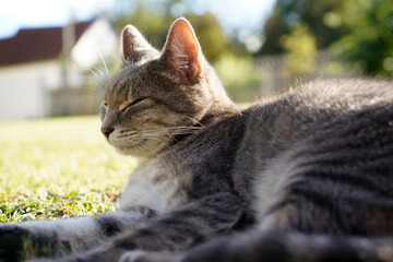 cat on the grass