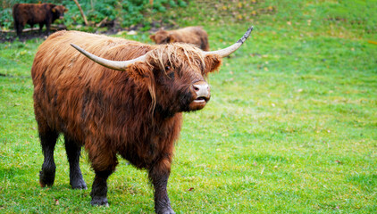 scottish highland cow