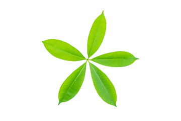 Green leaves isolated white background with clipping path.
