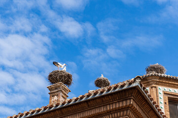 Obraz premium Storks with nests over church roof and towers. This church in spain is home to the largest colony of white storks in the world