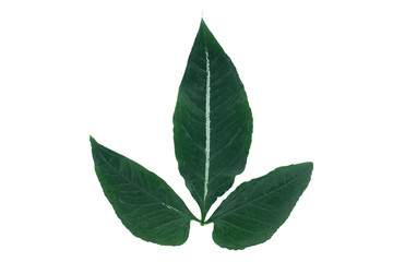 Green leaves isolated white background with clipping path.