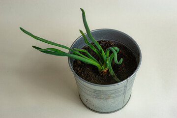 onion planted in a metal can, white background