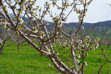 CHERRY BLOSSOM IN A FIELD IN SPRING