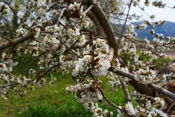 CHERRY BLOSSOM IN A FIELD IN SPRING