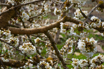 CHERRY BLOSSOM IN A FIELD IN SPRING