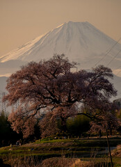 一本桜と富士山