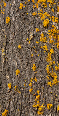 TEXTURE OF TREE BARK WITH LICHEN