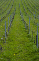 Fototapeta na wymiar landscape with vineyards in euskadi