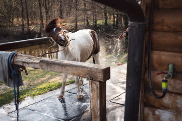 Pony enjoying washing and shaking off water. Horse shower in springtime.