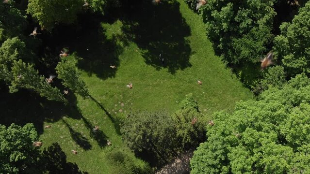 Aerial shot of drone attacked by aggressive bees over green park