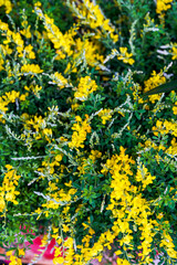 A beautiful blooming yellow gorse flower