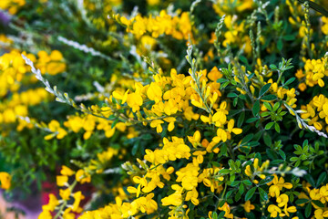 A beautiful blooming yellow gorse flower