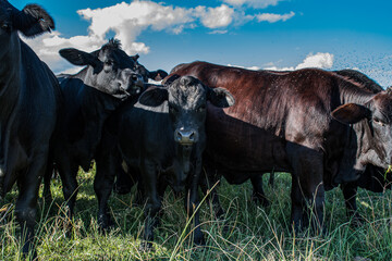 Vacas Brangus en un campo en Santa Fe, Argentina