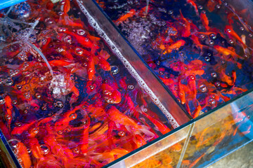 Close-up of a small koi fish pond for sale in an aquarium store